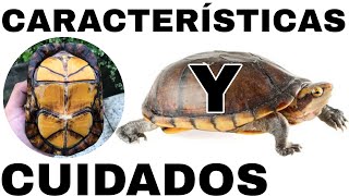 Cuidados Y Características De La Tortuga Kinosternon TORTUVICIOSOS [upl. by Nrobyalc]