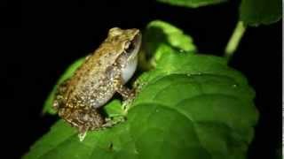 Rio Grande Chirping Frog [upl. by Cunningham480]