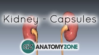 Capsules of the Kidney  Anatomy Tutorial [upl. by Gert]