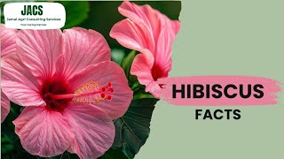 Hibiscus Facts  Benefits amp Uses [upl. by Nitsug592]