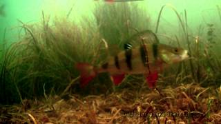 Mormyshka in action underwater Fishing for roach perch rudd Рыбалка мормышка взгляд из под воды [upl. by Etnahsa224]