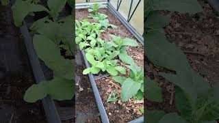 Tobacco Work In Progress tobacco tobaccotalk tobaccoproducts gardening growyourownfood [upl. by Nireves]