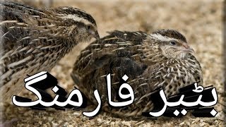 How to start btair farmingquail farming by urdu pakistan [upl. by Reinhard]