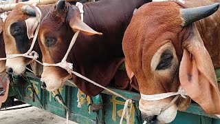 Cow Unloading Cow Videos Cow Sound Cow video Big Cow Hamba Cow Cow Mooing Ep  539 [upl. by Uhthna143]