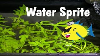 Water Sprite Aquarium Plant Profile [upl. by Akimas866]