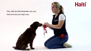 No Pull Training Your Dog with the Halti Headcollar [upl. by Dranoc]