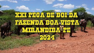 XXI Pega de Boi no Mato da Fazenda Boa Vista [upl. by Nogaem]