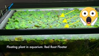 Floating Plant in Aquarium [upl. by Anatlus]