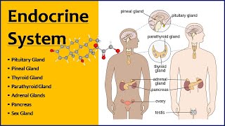 Endocrine System  Endocrine Glands  Function amp Location [upl. by Eidualc]