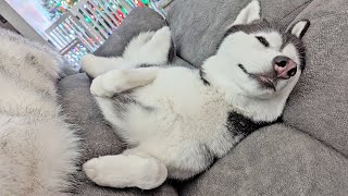 My Husky Must Go to Sleep [upl. by Llevrac534]