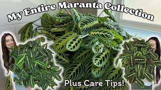 My COMPLETE Maranta Collection 7 Varieties and over 10 plants [upl. by Holladay]