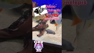 top5 pleco L095 Pseudorinelepis cf genibarbis trending pecestropicales shortvideo shorts [upl. by Enoek278]