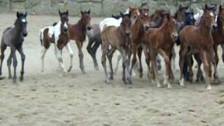 LCC 2010 Nurse Mare Foals [upl. by Mcclenon]