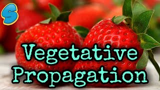 Comparisons Reproduction Vegetative propagation በአማርኛ grade 7 Biology Unit 4 Part 7 [upl. by Asen]