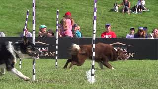 Incredible Dog Challenge 2024 National Finals Presented by Purina Pro Plan [upl. by Aihsad]