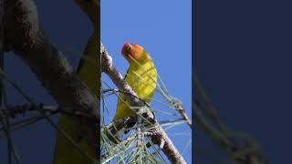 WHAT A BEAUTIFUL BIRD  A Western Tanager High up in a Pine Tree tanager bird nature [upl. by Areis]