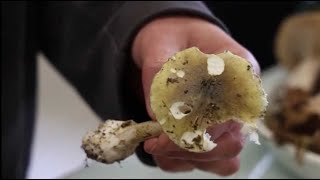 VIDÉO Poitiers  les conseils dune spécialiste pour une cueillette des champignons sans danger [upl. by Bethezel786]