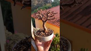 Desfolha em uma Portulacaria Afra 🌳 [upl. by Eikcin159]