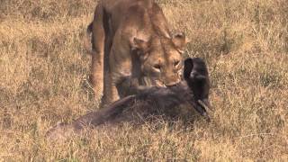 EPIC AFRICA Lion Kill in Ngorongoro [upl. by Eul]