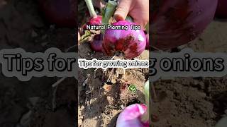 Tips for Onions growing shortvideo plants youtubeshorts garden farming viralvideo video [upl. by Akina838]