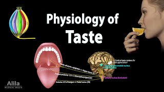 Taste Anatomy and Physiology Animation [upl. by Frazier]