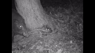 Japanese Wild Boar Rubs Her Hairy Coat against Tree Trunk to Wear the Resin [upl. by Etnohc]