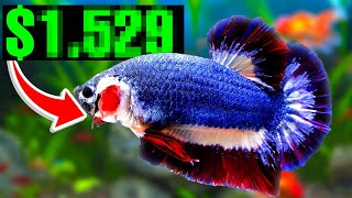 Worlds Most Expensive Betta Fish [upl. by Sebbie]