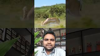 Deer VS Tiger हिरन का टाइगर पर हमला।। shortvideo [upl. by Keare828]