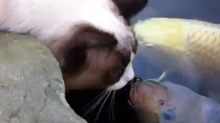 Best of Cat amp Koi fish compilation [upl. by Suu725]