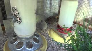 My Button Quail Cage [upl. by Flessel]