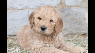 Moyen Goldendoodle Puppies for Sale [upl. by Anson711]