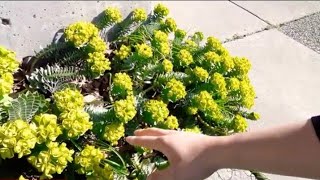 How to grow Donkey Tail Spurge Euphorbia myrsinites [upl. by Tann]