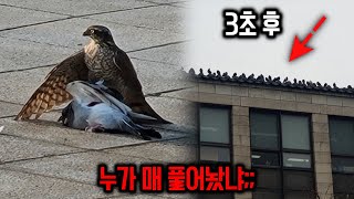 비둘기가 골치 썩이던 한국 대학교에 quot매quot를 데려오면 벌어지는 일 [upl. by Idell]