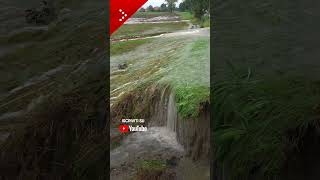 Alluvione in Emilia Romagna nuova tracimazione del Quaderna [upl. by Magavern145]