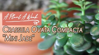 Crassula ovata compacta quotMini Jadequot Care  A Plant A Week [upl. by Anabel]