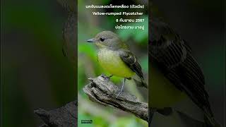 Yellow rumped Flycatcher 080924 [upl. by Samled]