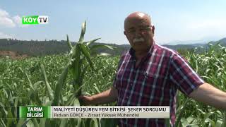 Maliyetleri Düşüren Yem Bitkisi Şeker Sorgumu [upl. by Florine]