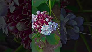 Clerodendrum Chinense  Hazari Mogra Plant 😍🌸flower nature love yt ytshortsindia likeforlikes [upl. by Refinne]