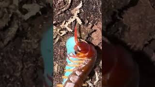 Full Scolopendra sp Myanmar hornworm take down video [upl. by Jabez]