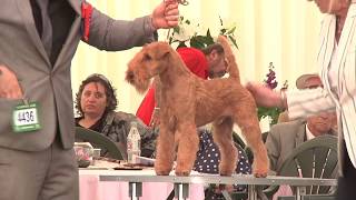 Southern Counties 2017 Dog Show  Terrier group FULL [upl. by Africah]