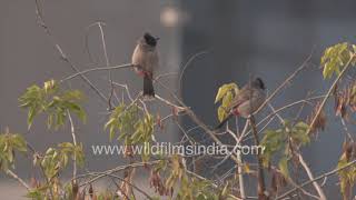 Redwhiskered Bulbul or Pycnonotus jocosus Redvented Bulbul or Pycnonotus cafer  Birds in Delhi [upl. by Milone]