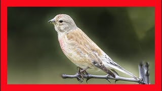 Eurasian Linnet Song Eurasian Linnet Call Eurasian Linnet Sound Eurasian Linnet Singing [upl. by Niala]