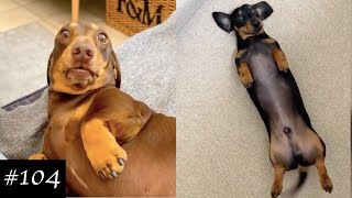 Dachshund Compilation  Funny And Cute Videos [upl. by Verner164]