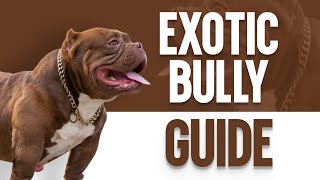 Exotic Bully – The Ultimate Guide [upl. by Ttesil342]