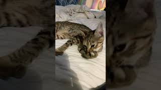 For the Longest time Billy Joel savannahcats billyjoel [upl. by Tobye]