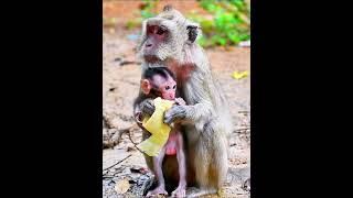 Comely baby monkey trying to eat food with mom babymonky [upl. by Borszcz354]