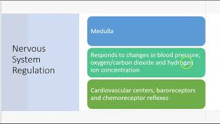 Homeostatic regulation of vascular system [upl. by Oile374]