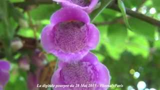 Digitalis  La Digitale Pourpre du 28 Mai 2015 mp4 [upl. by Washington344]