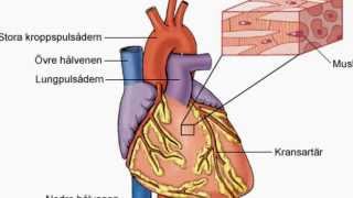 Hjärtat lungorna och organen [upl. by Akapol]