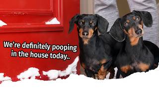 Ep 4 The Dogs Get a SNOW DAY  Cute Wiener Dogs Get Into Mischief [upl. by Aciret351]